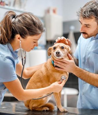 Veterinary Clinics