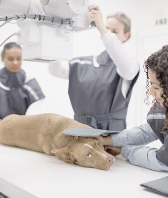 Veterinary Diagnostics