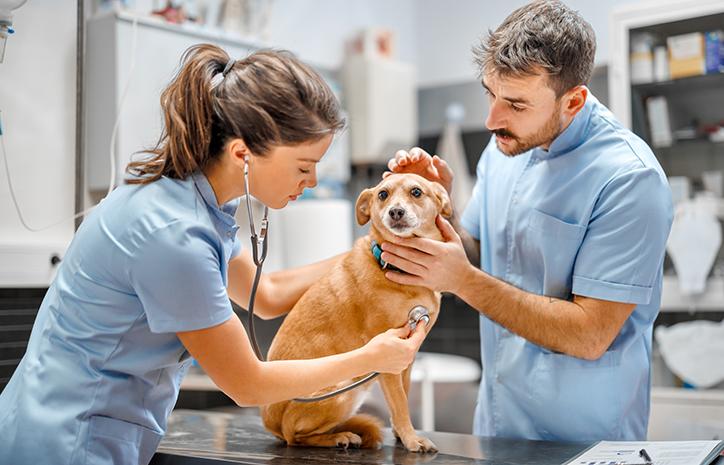 Veterinary Clinics