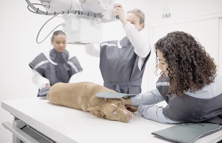 Veterinary Diagnostics